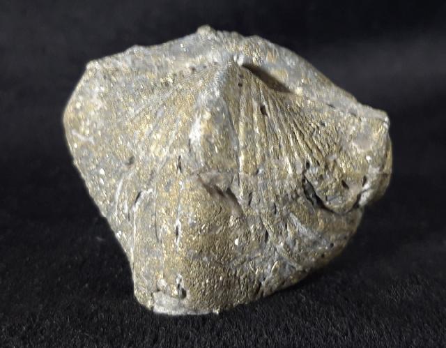 Paraspirifer bownockeri (STEWART 1927) - Bild &copy; FossNet FossilienStore